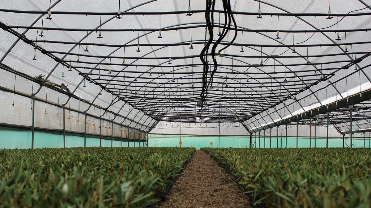 Factores clave a la hora de construir un invernadero.jpg
